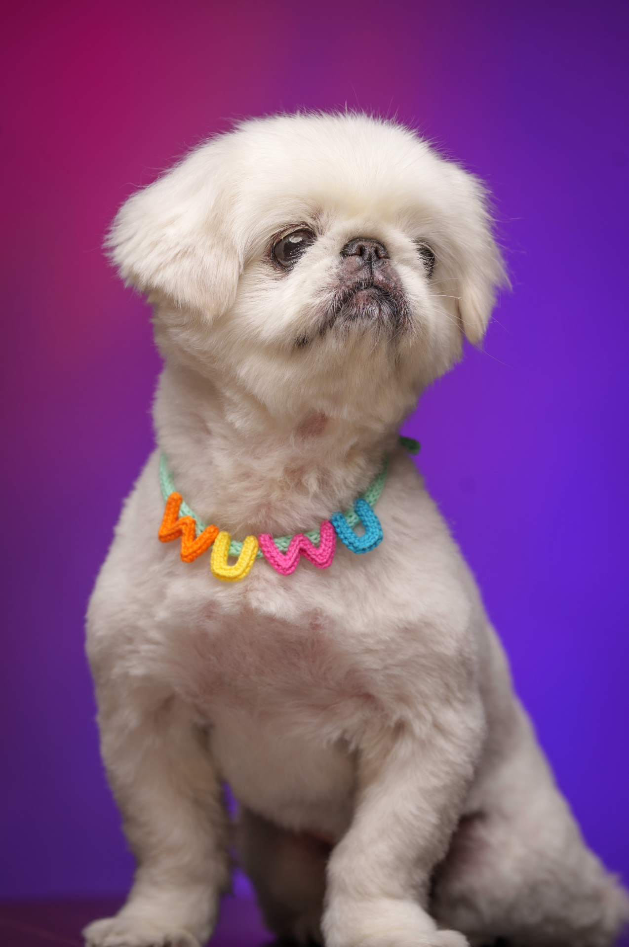 寵物家庭攝影【室內影樓】/ Pet & Fmaily photography【Indoor Studio】