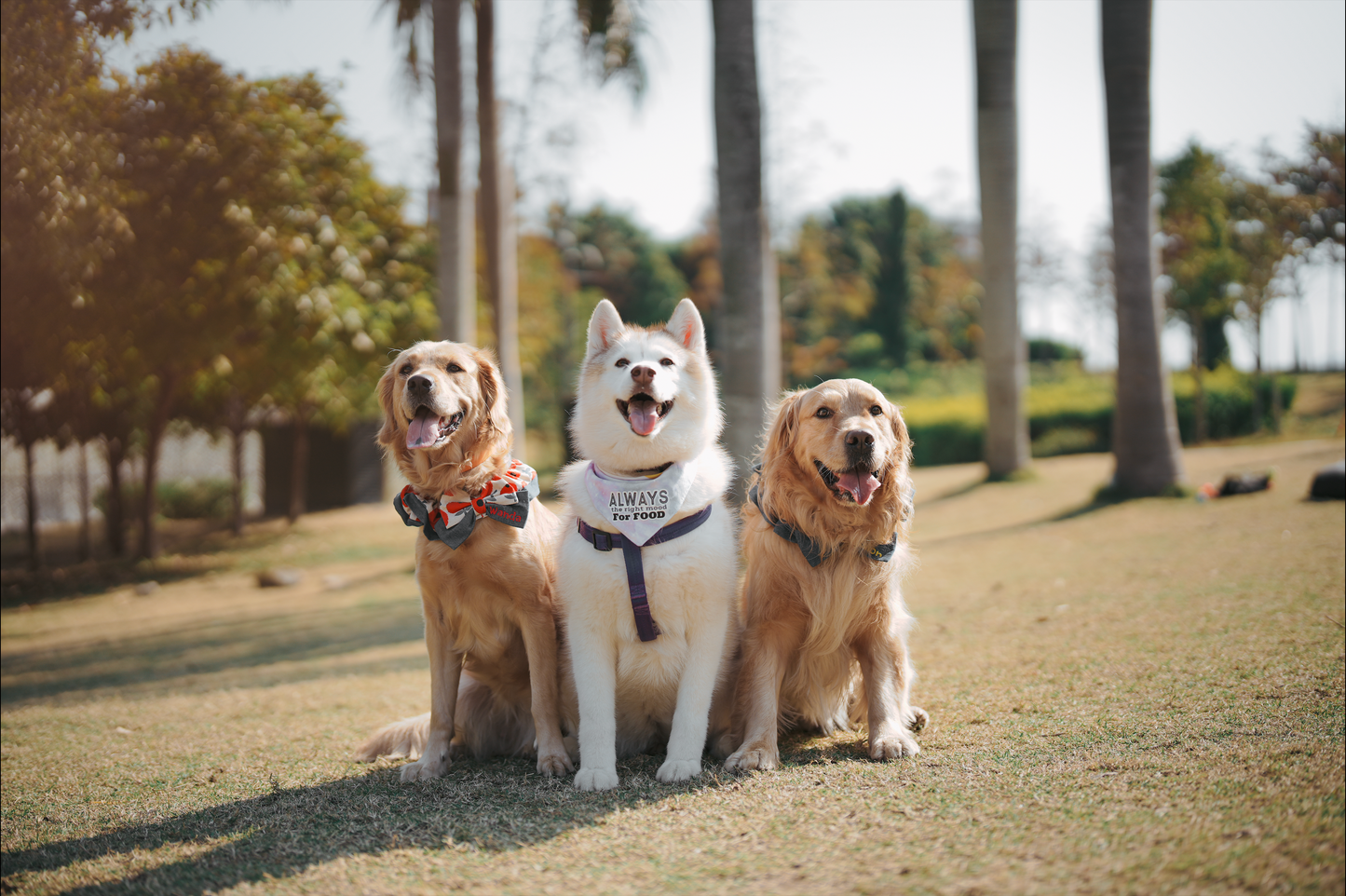 寵物攝影【戶外】/ Pet photography【Outdoor】