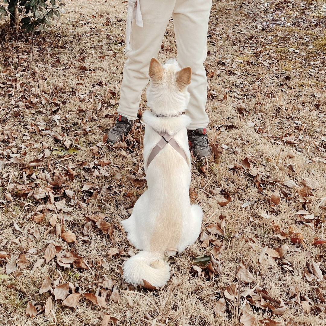LAMBWOLF l OTTO // figure 8 waterproof harness