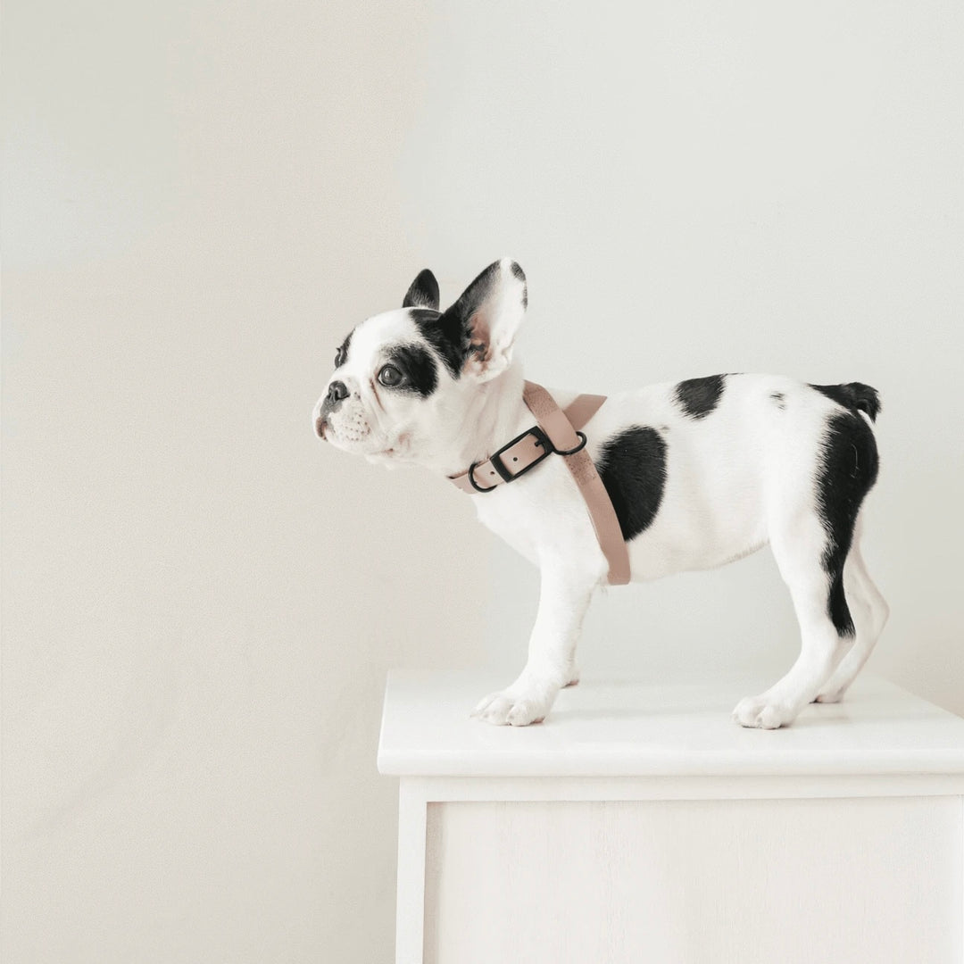 LAMBWOLF l OTTO // figure 8 waterproof harness