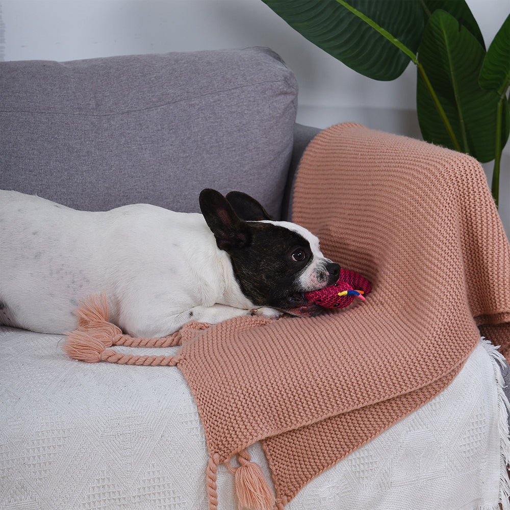 HUGSMART l Rexy《Dinosaur Land》