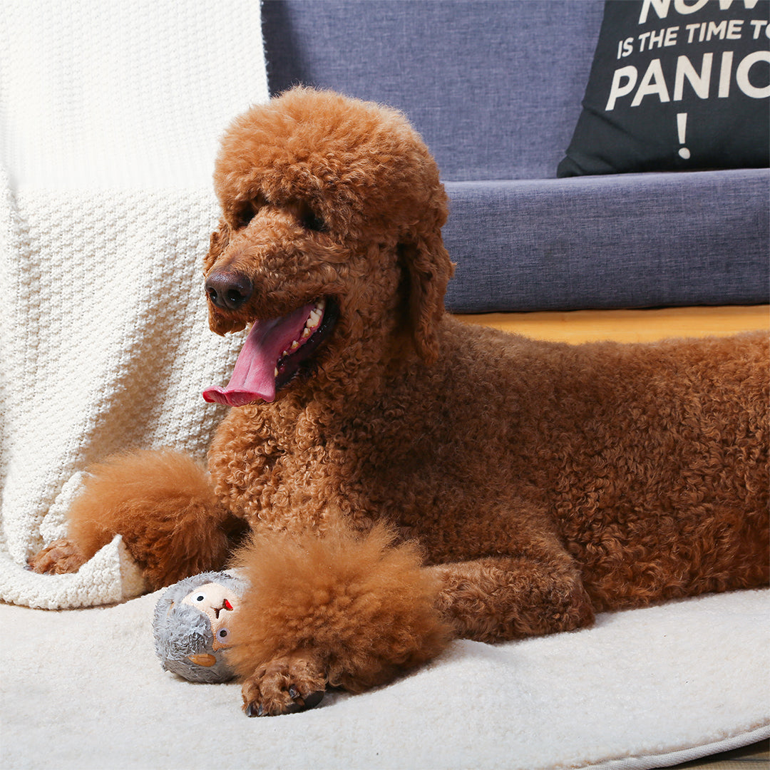 HUGSMART l Owl《Zoo Ball》