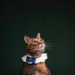 寵物家庭攝影【室內影樓】/ Pet & Fmaily photography【Indoor Studio】