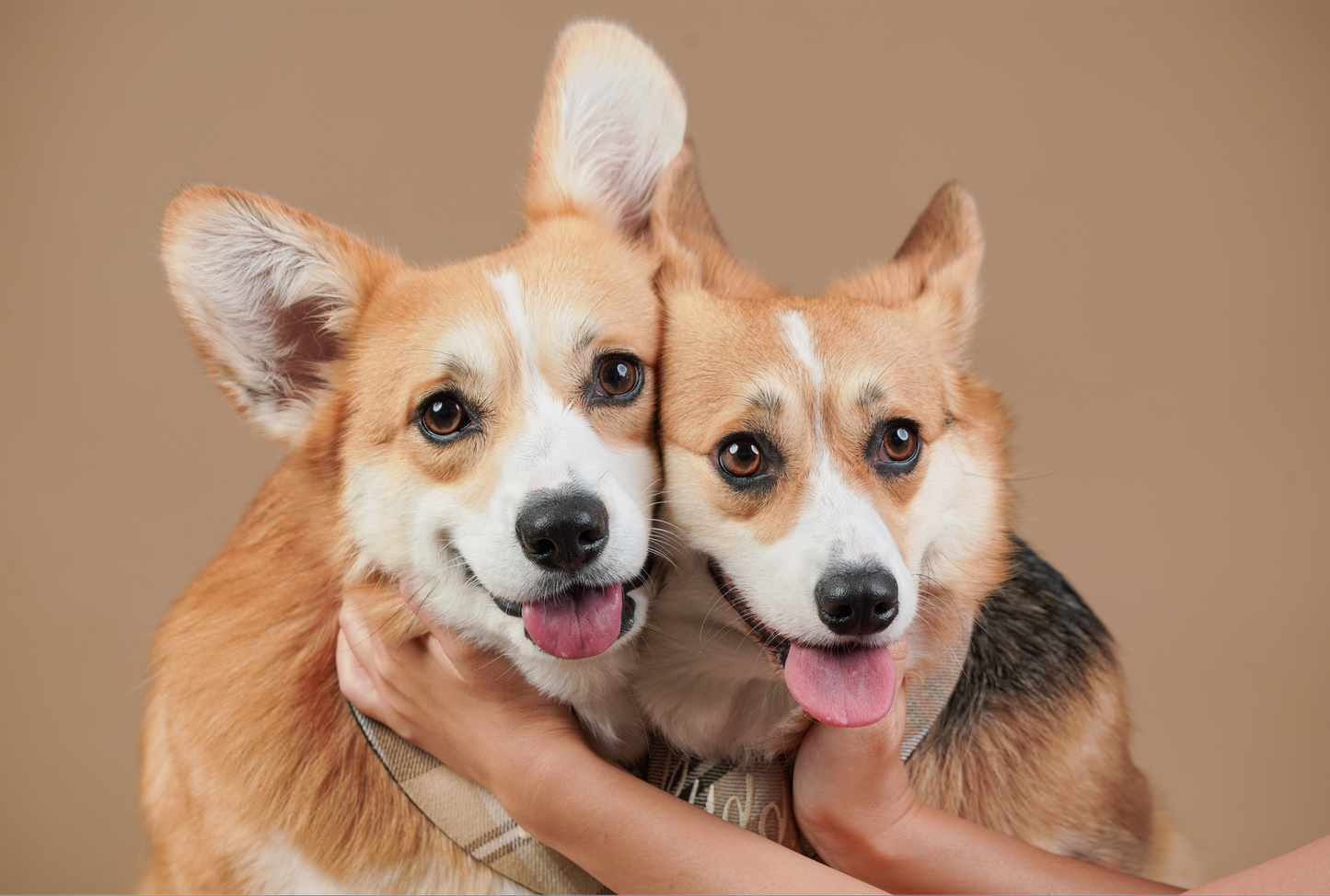 寵物家庭攝影【室內影樓】/ Pet & Fmaily photography【Indoor Studio】