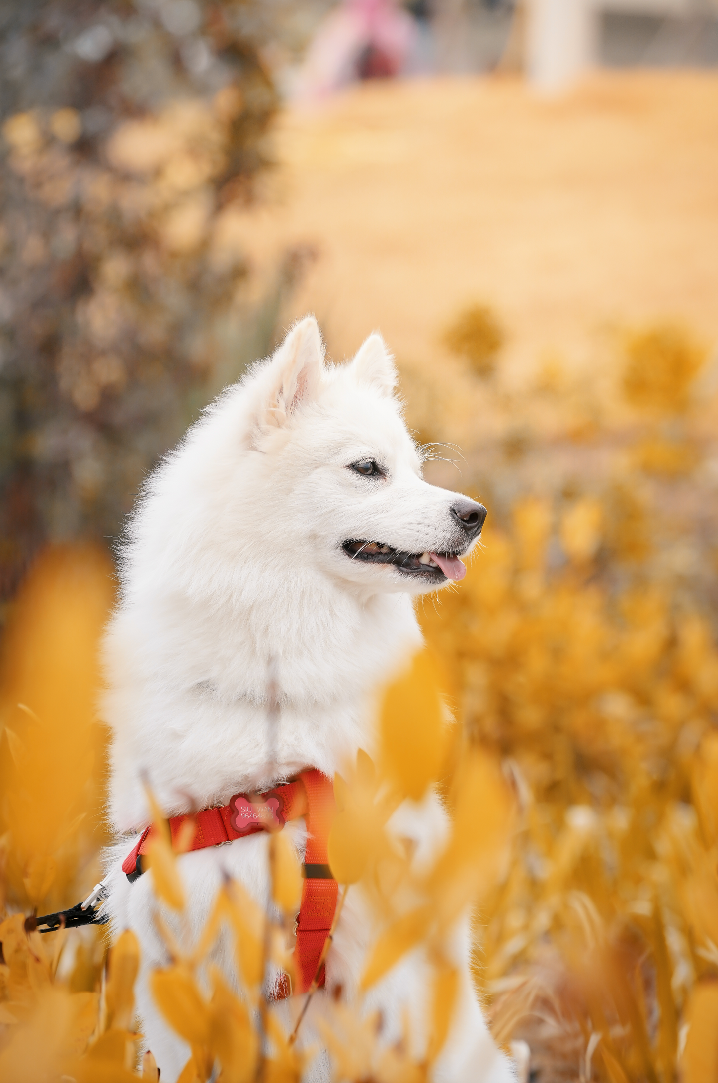 寵物攝影【戶外】/ Pet photography【Outdoor】